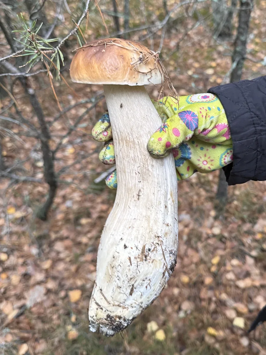 Великий білий гриб Boletus edulis